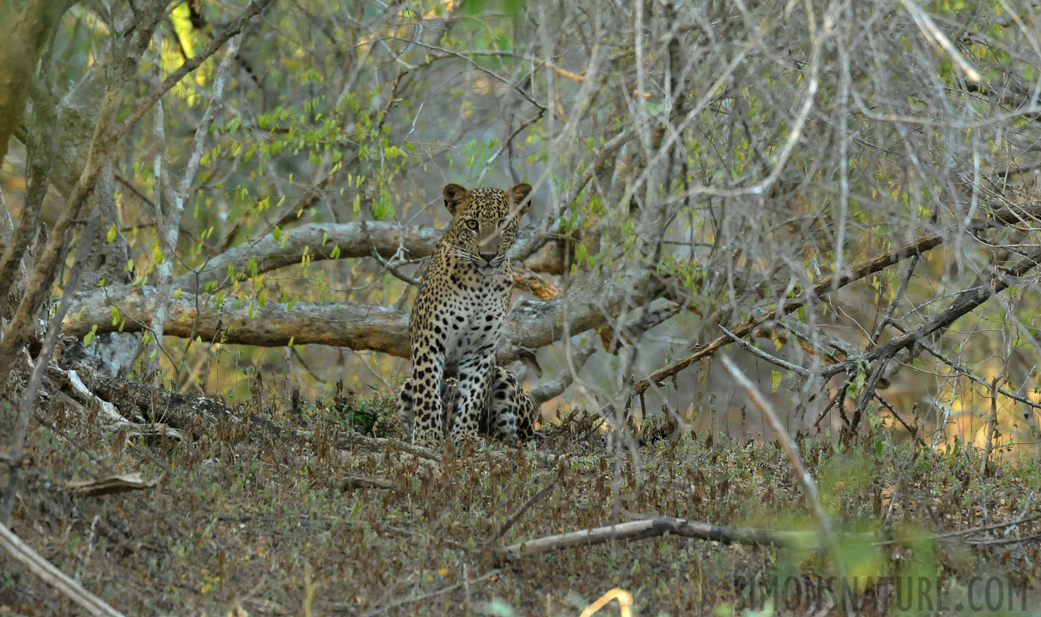 Panthera pardus kotiya [550 mm, 1/125 Sek. bei f / 8.0, ISO 4000]